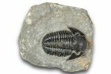 Detailed Gerastos Trilobite Fossil - Morocco #243767-3